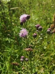 Cirsium arvense