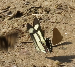 Heraclides torquatus