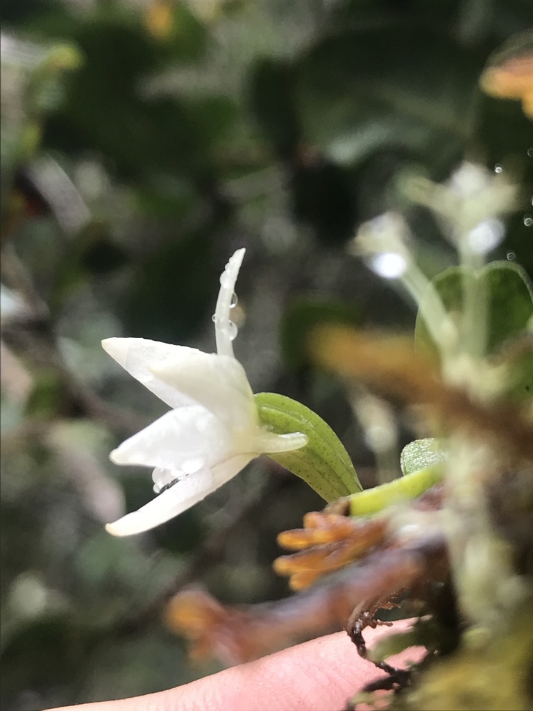 Angraecum lecomtei H.Perrier
