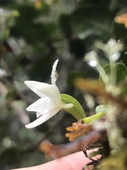 Angraecum lecomtei image