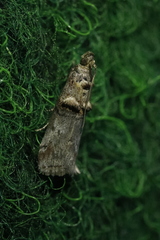 Trachonitis cristella