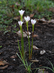 Zephyranthes simpsonii