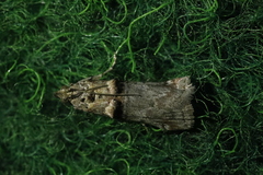 Trachonitis cristella