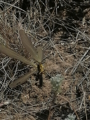Deutoleon lineatus