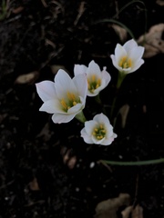 Zephyranthes simpsonii