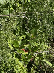 Photinia floribunda