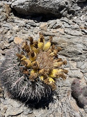 Ferocactus gracilis gatesii