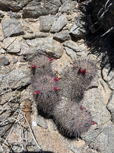 Cochemiea angelensis (Cochemiea angelensis)