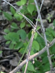 Enallagma vesperum