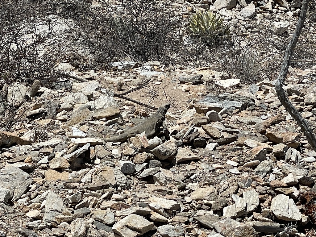 Spiny Chuckwalla