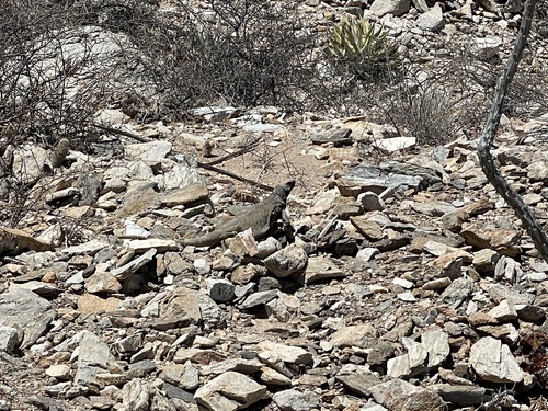 Spiny Chuckwalla