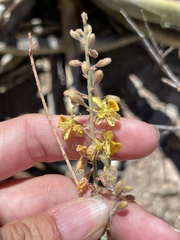 Hoffmannseggia microphylla