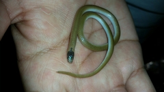 Tantilla nigriceps