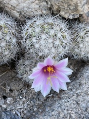 Mammillaria insularis