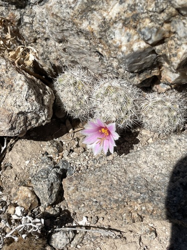 Cochemiea insularis