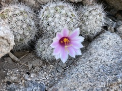 Mammillaria insularis
