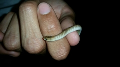 Sonora taylori