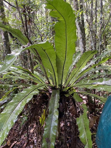 Asplenium mauritianum image