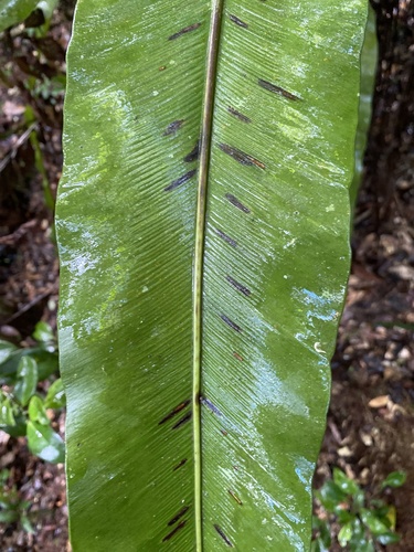 Asplenium mauritianum