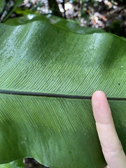 Asplenium mauritianum image