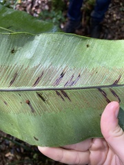 Asplenium mauritianum image