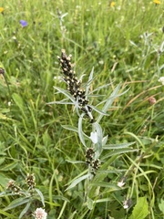 Omalotheca norvegica