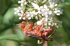 Tachypompilus unicolor cerinus