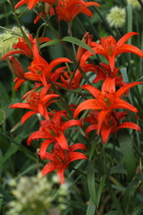 Lilium concolor partheneion