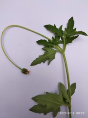 Tridax procumbens