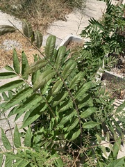 Ailanthus altissima