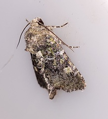 Oligia chlorostigma
