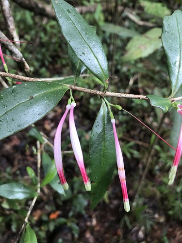 Bakerella clavata (Bakerella clavata)