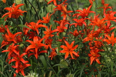 Lilium concolor partheneion