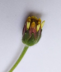 Tridax procumbens