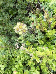 Sempervivum wulfenii