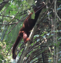 Alouatta