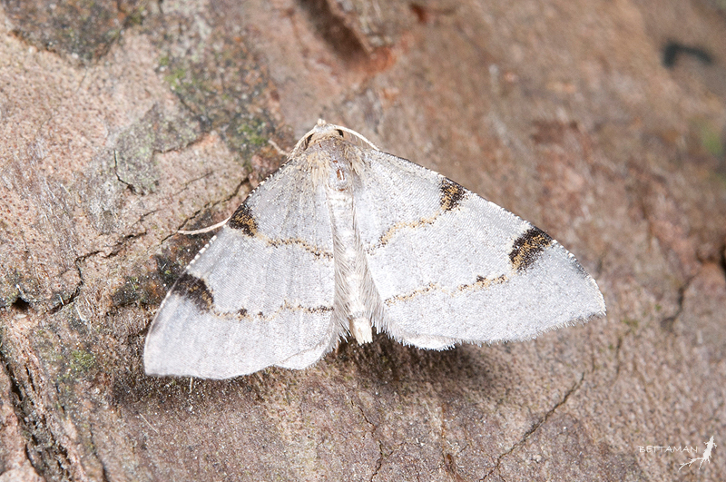 Chrioloba cinerea
