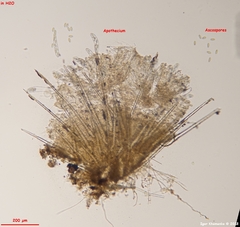 Lasiobolus macrotrichus