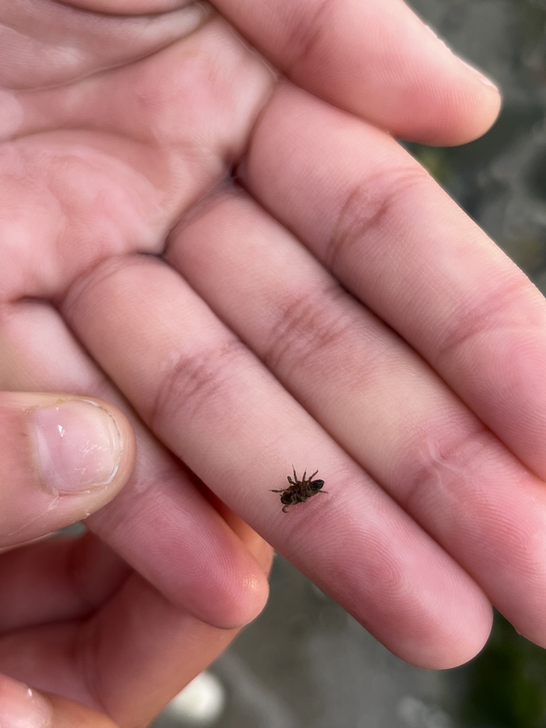 Sandmoles from Bayside Dr, Point Lookout, NY, US on July 7, 2022 at 06