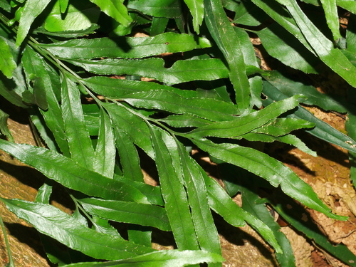 Lindsaea ensifolia