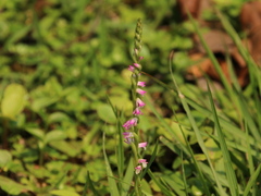 Spiranthes sinensis