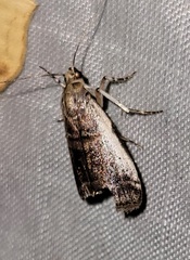 Acrobasis tumidulella