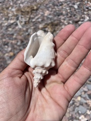 Persististrombus granulatus