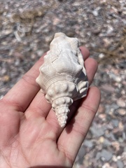 Persististrombus granulatus