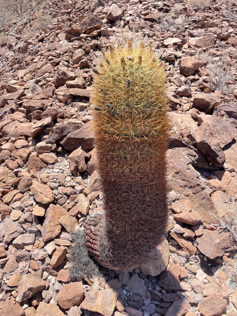 Ferocactus johnstonianus, Mexicali, MX-BN, MX