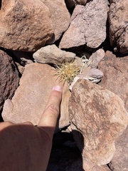 Ferocactus johnstonianus