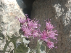 Adenostyles leucophylla