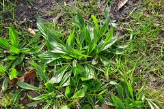 Plantago lanceolata
