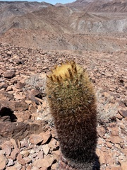 Ferocactus johnstonianus