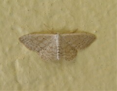 Idaea palaestinensis